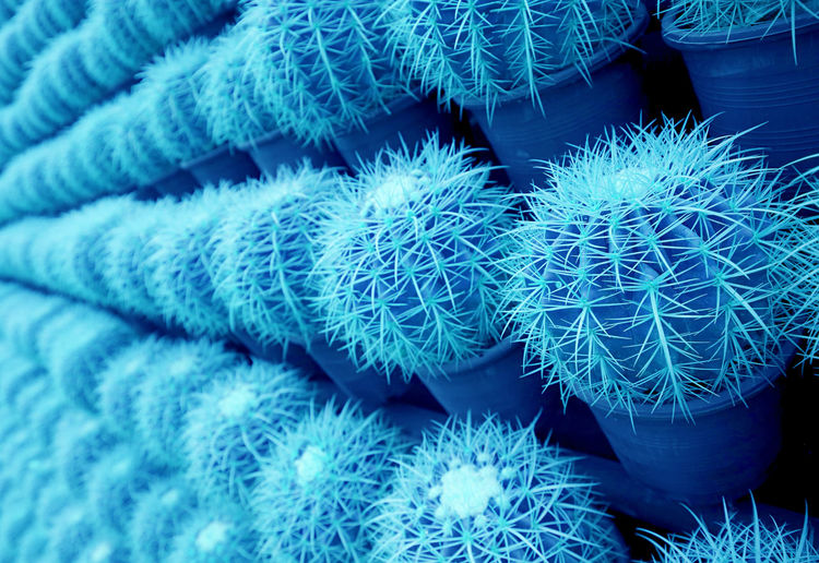 Surreal pop art style blue colored rows of potted golden barrel cactus plants