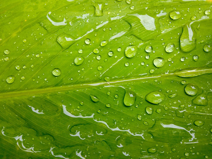 Full frame shot of leaf with raindrops