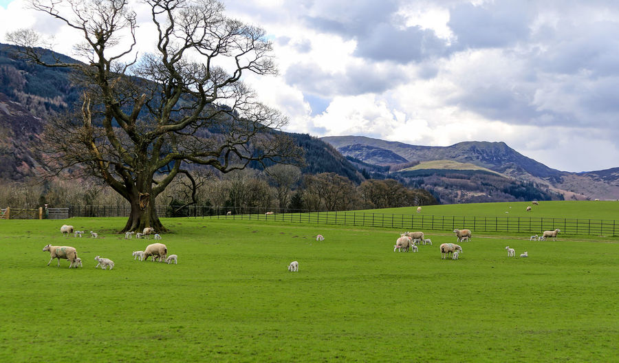 Horses grazing in a field
