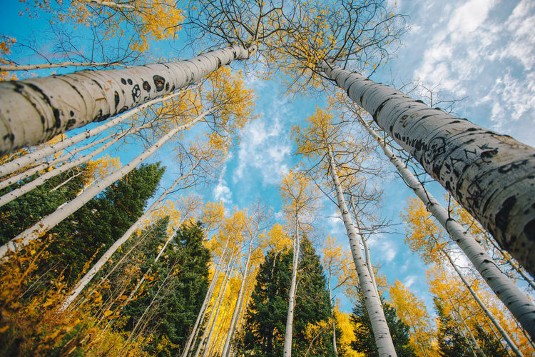 Low angle view of trees during fall season  in forest against sky