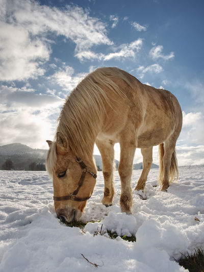 Horse standing on snow covered field against sky