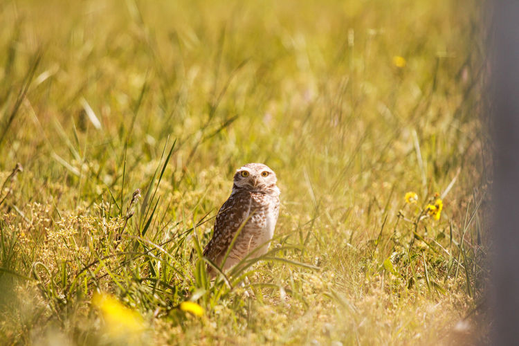 Owl on field