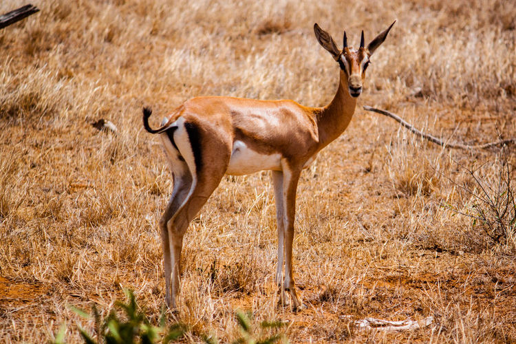 Gazelle standing on field at tsavo east national park