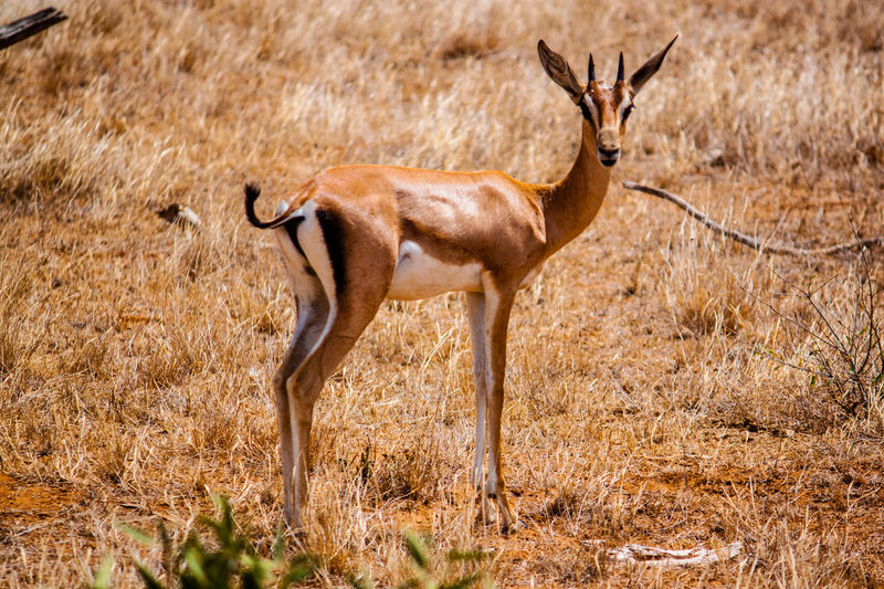 Gazelle pictures | Curated Photography on EyeEm