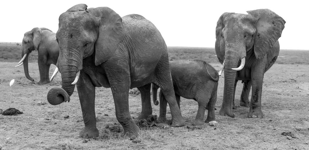 Elephants and calf on field