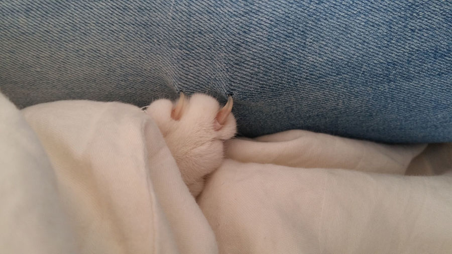 Cropped image of cat nails on jeans