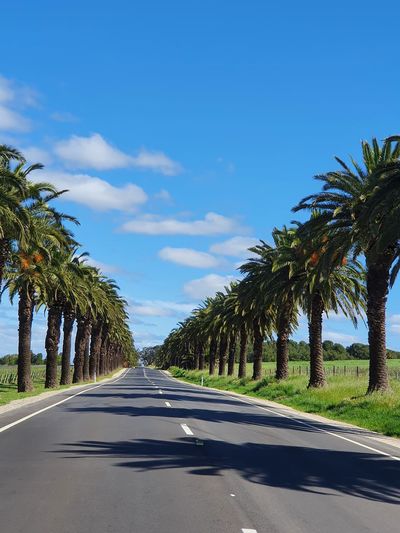 Empty road along palm trees against sky