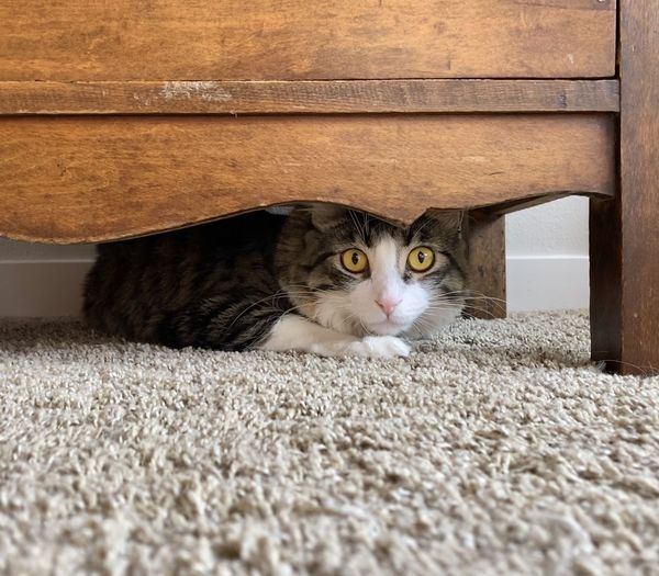 Portrait of a cat under a dresser