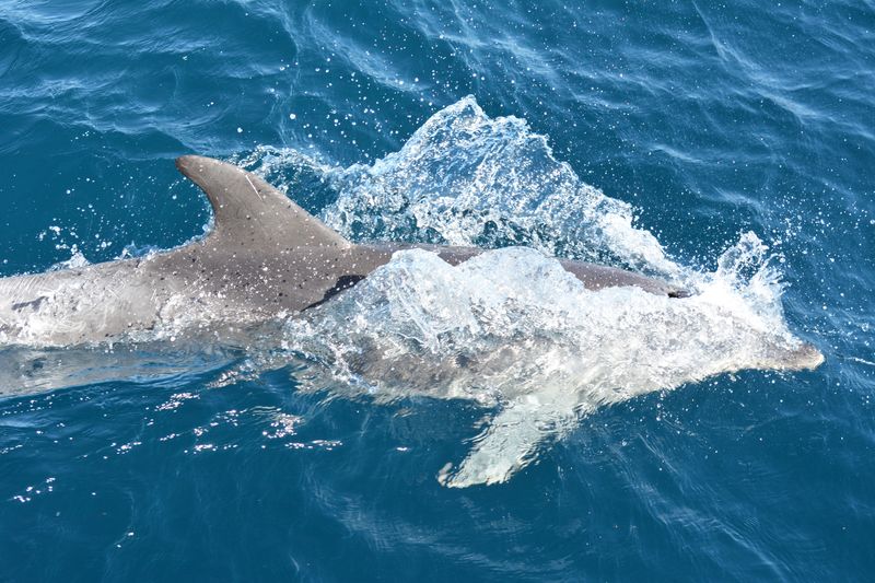 Dolphin swimming in sea
