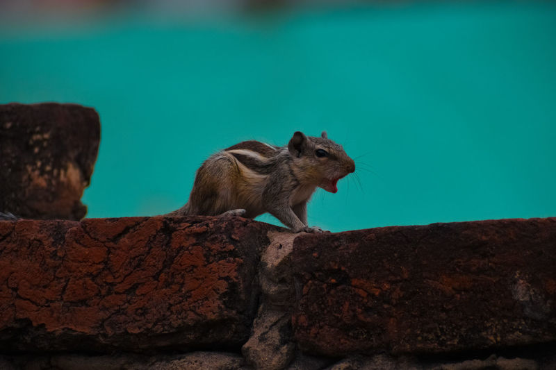 Close-up of a bored squirrel