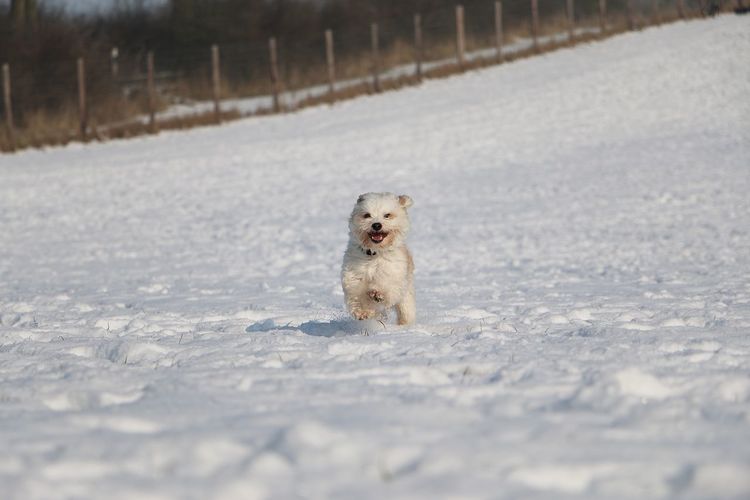 Portrait of dog on snow field