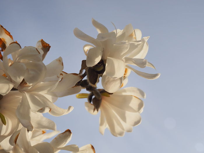 Low angle view of white flowering plant against clear sky