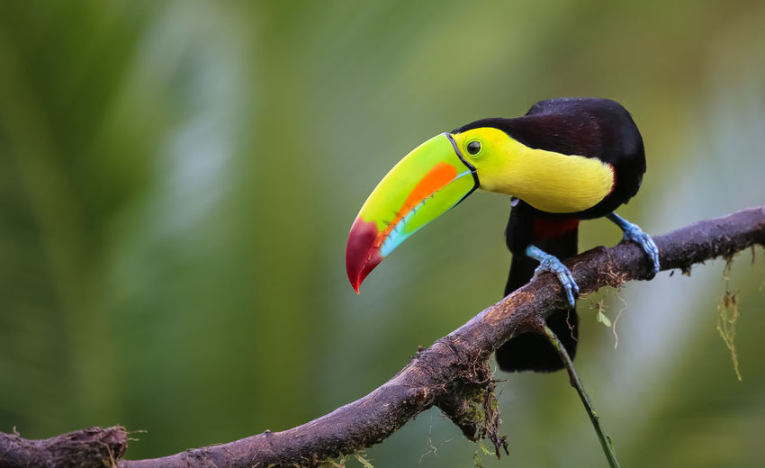 Full length of toucan perching on branch
