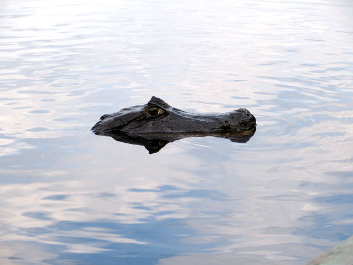 Alligator at lake