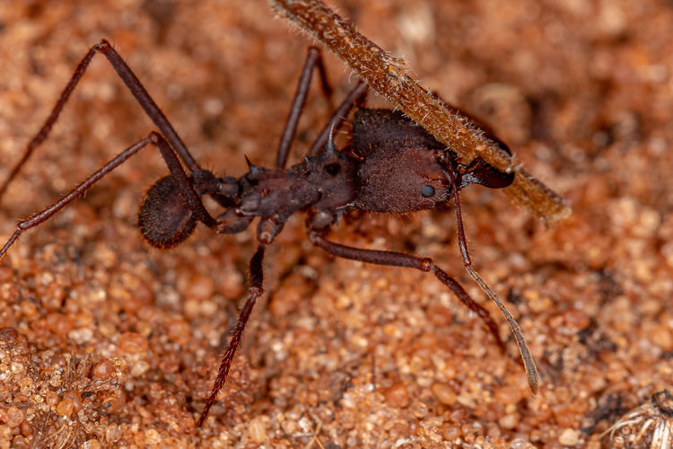 Close-up of insect