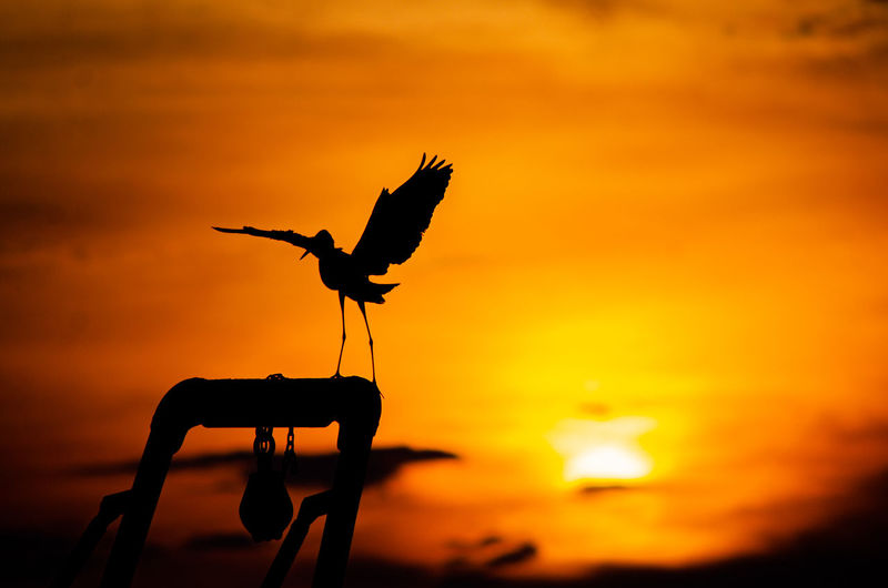 Silhouette of a bird against sunset sky