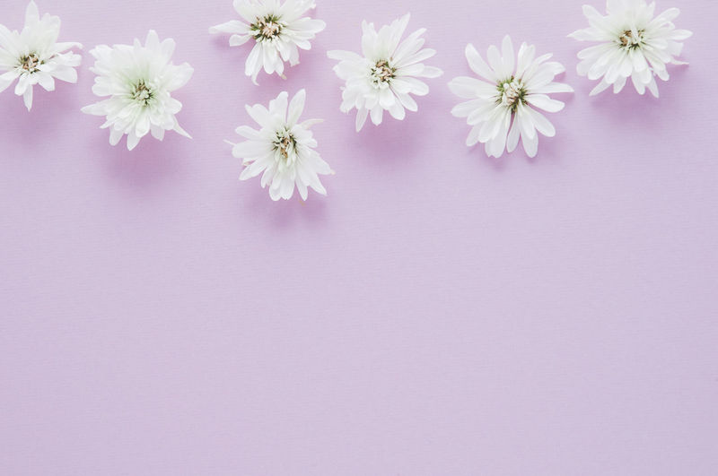 Close-up of pink daisy flowers against white background