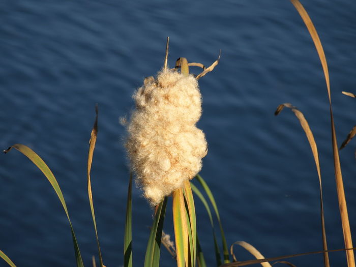 Close-up of a plant against the lake