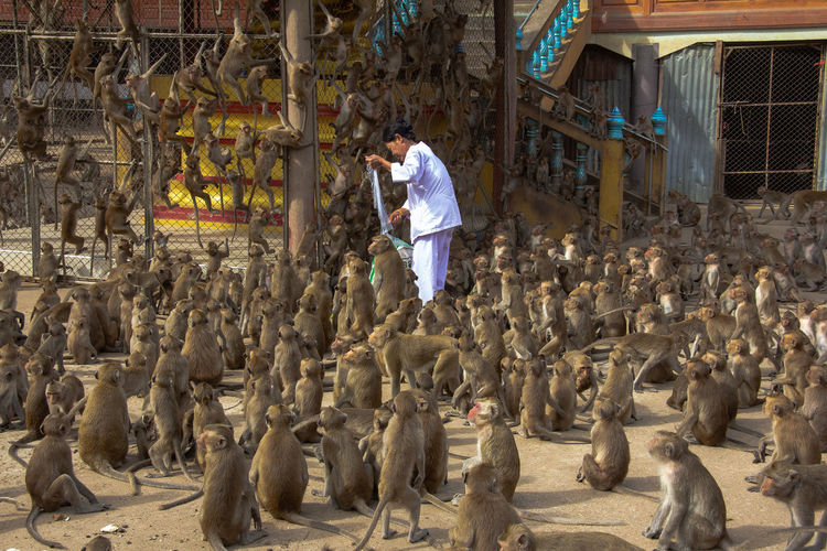 Woman standing with large group of monkeys on land in zoo
