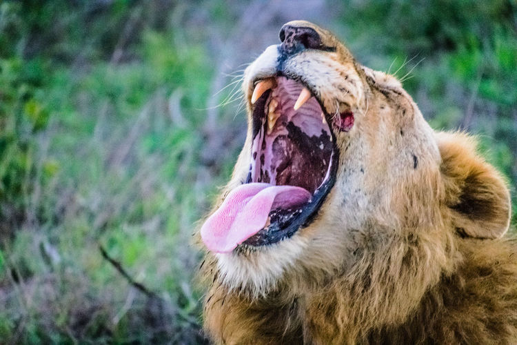 Close-up of dog yawning