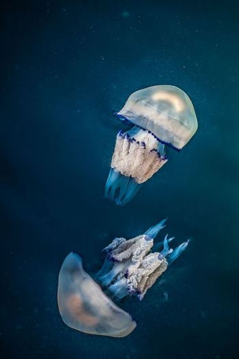 Jellyfishes swimming in sea