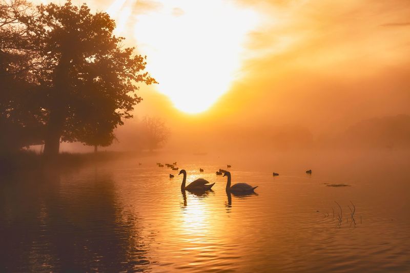 Silhouette ducks swimming on lake against sky during sunset