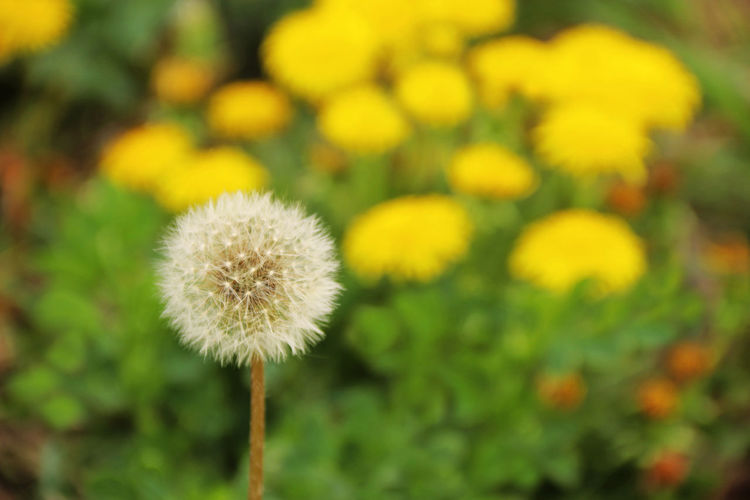 Close-up of dandelion flower growing in field