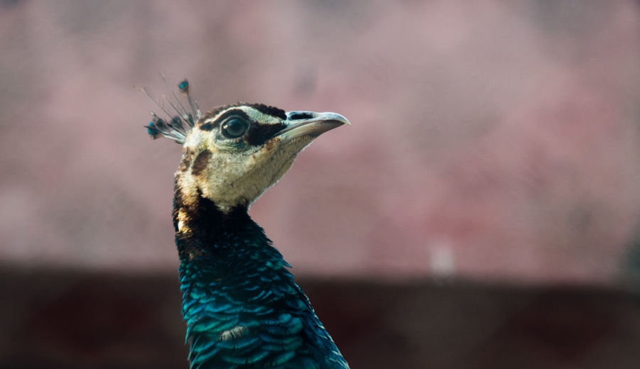 Close-up of peacock