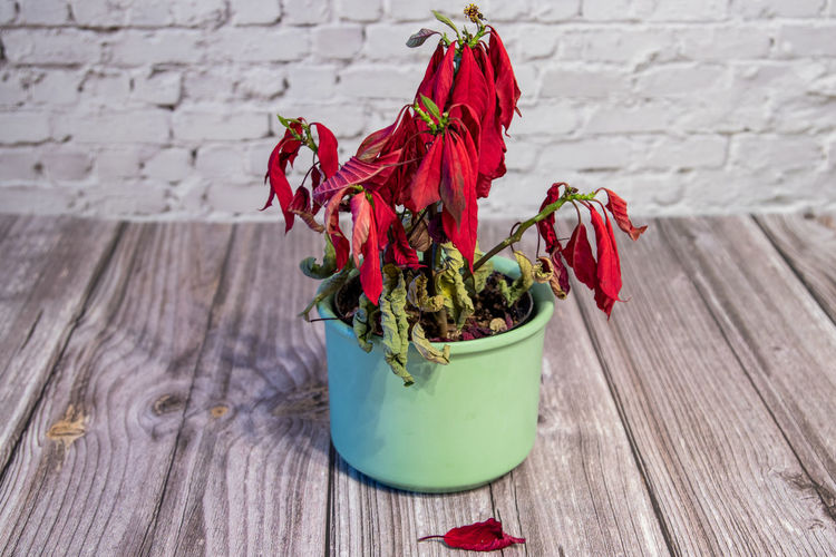 Close-up of red flower pot on table against wall