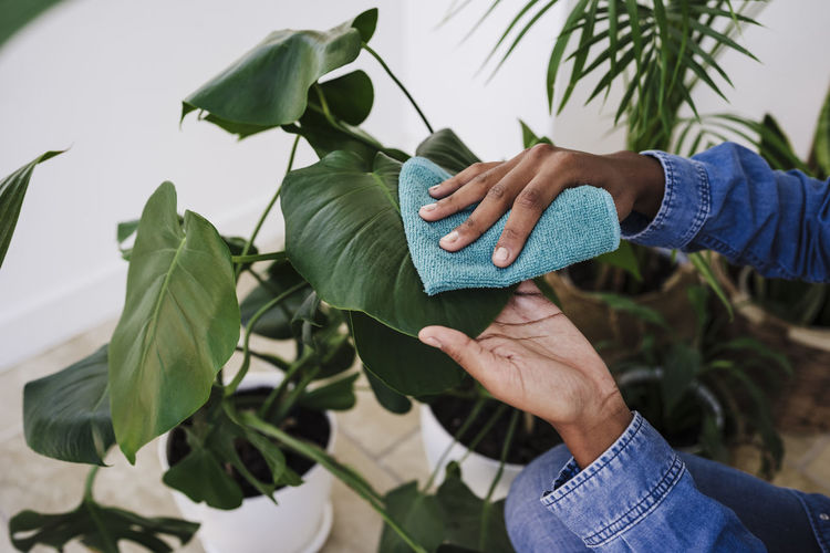 Hands of woman cleaning plant with napkin
