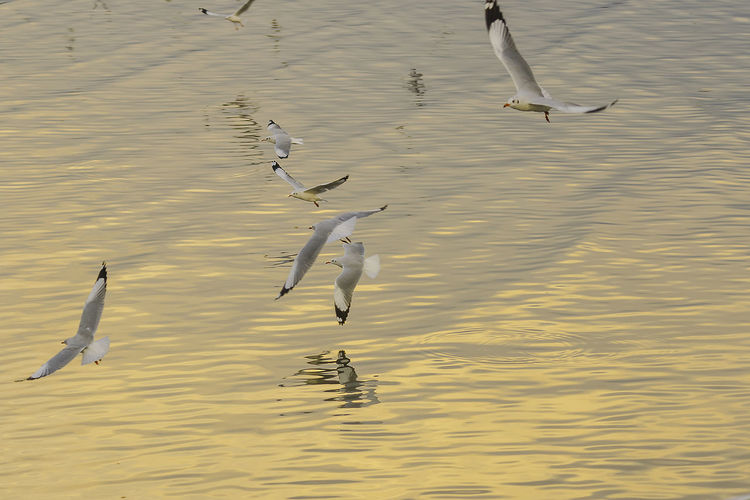 High angle view of seagulls flying over lake