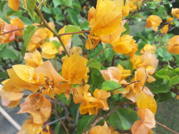 Close-up of yellow flowers blooming outdoors