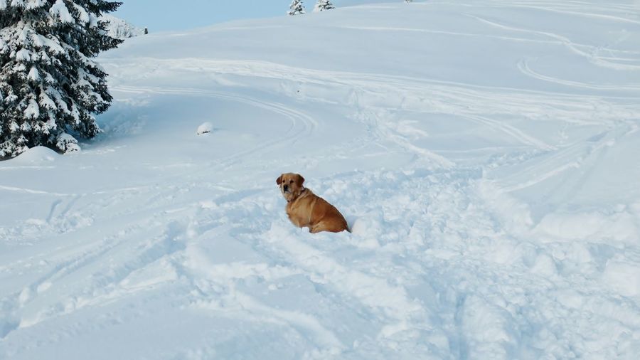 Dog sitting on snowy field