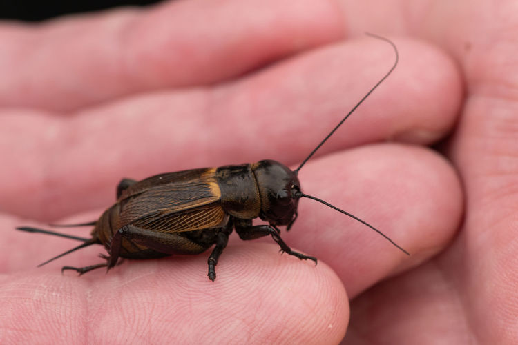 Close-uo of a field cricket in human hand