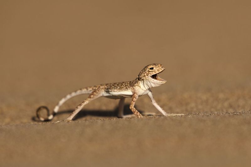 Close-up of lizard toad-headed agama on field