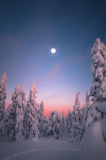 Snow covered trees against sky at night