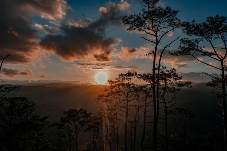 Silhouette trees and plants against sky during sunset