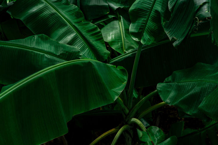Banana green leaves on dark background. banana leaf in tropical garden. green leaves of banana.