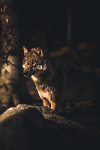 The wolf in the forest 
