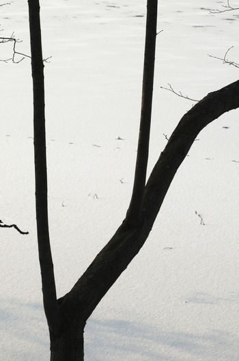Close-up of tree trunk in winter