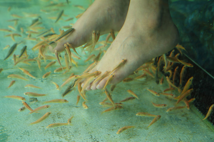Low section of woman during fish pedicure