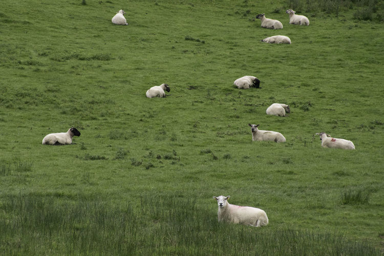 Sheep resting in a grassy field