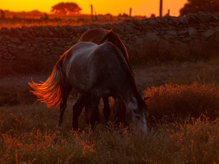 Horses grazing on field during sunset