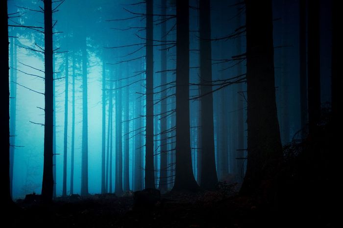 Silhouette tree trunks in forest during foggy weather