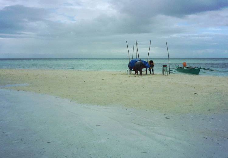 View of horses on beach against sky