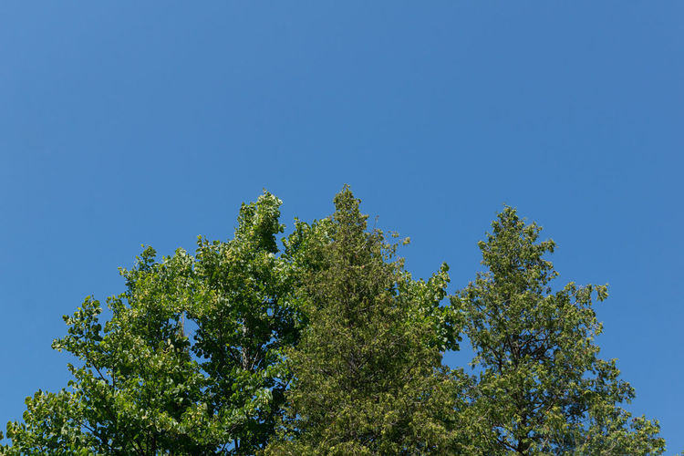 Low angle view of tree against clear blue sky