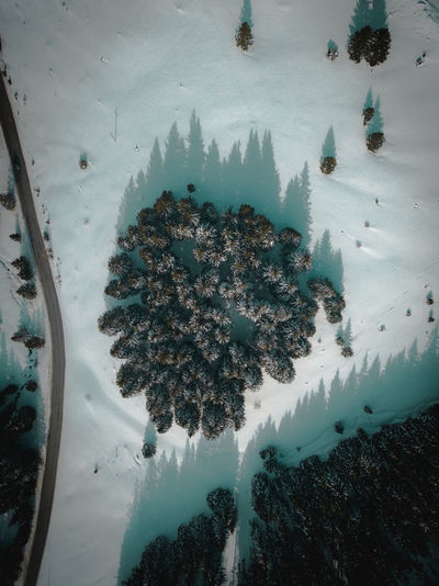 High angle view of snow covered land and trees