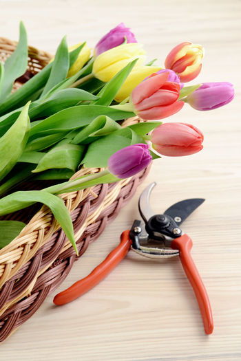 Close-up of tulips in basket with pruning shears on table