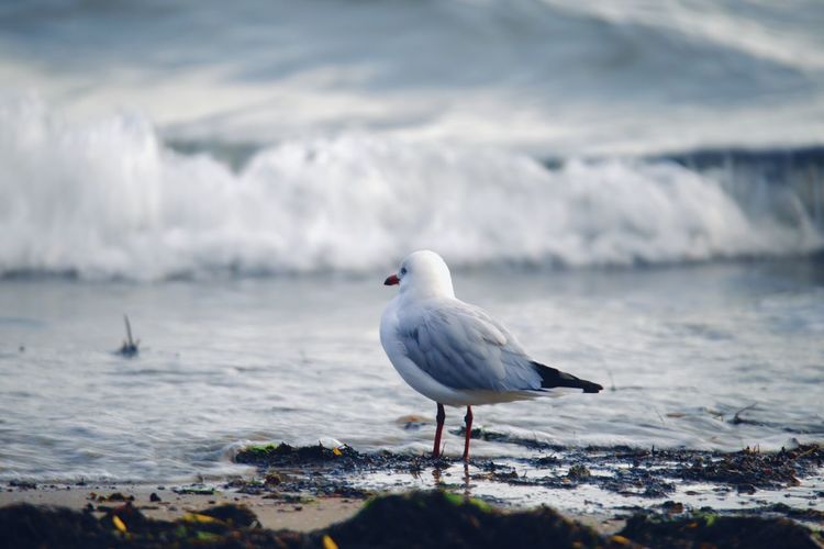 Seagull perching at beach