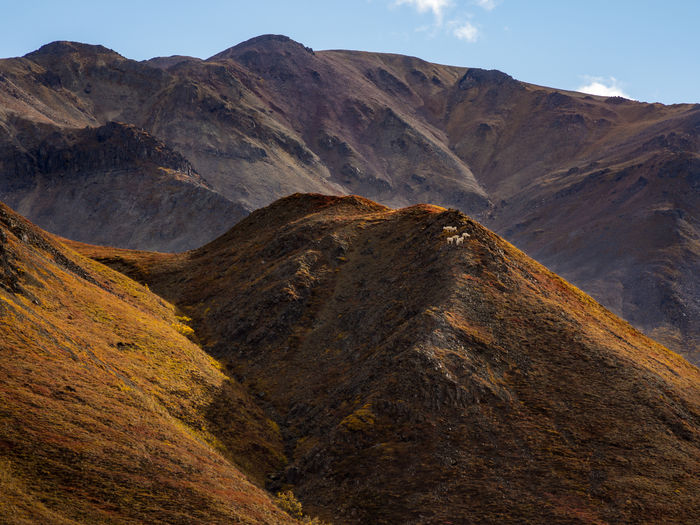 A herd of dall sheep standing on a ridge of colorful autumn tundra in denali national park, alaska.